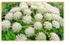 Angelica Sinensis