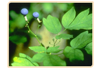 black cohosh blue