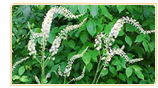 Black Cohosh Extract