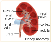 black cohosh kidney