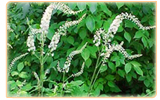 black cohosh plant