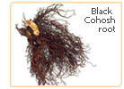 black cohosh root