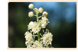 black-cohosh-substitute