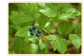 Blue and Black Cohosh