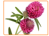 Does Red Clover Cure Acne?