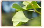 Ginkgo benefits