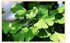 ginkgo leaves