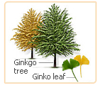 ginkgo trees