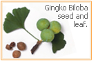 ginkgo biloba