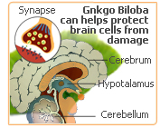 ginkgo brain