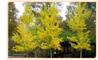 ginkgo etymology