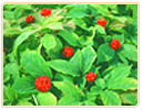 ginseng cultivation