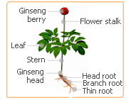 ginseng flowers