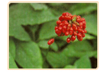 Ginseng Plants