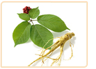 Ginseng