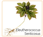 ginseng senticosus