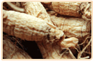 Siberian Ginseng