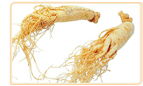 wild ginseng