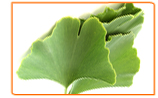 Growing Your Own Ginkgo Biloba