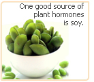 Herb Plants For Menopause