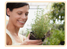 Natural Herbal Remedies For Menopause