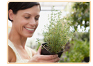 Herb Plants For Menopause