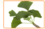 How will Ginkgo Biloba Affect My Hormone Levels during Menopause?