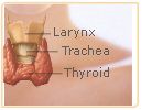 macafem thyroid