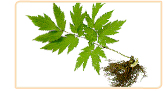 cohosh herb