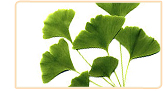 ginkgo biloba herb