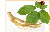 ginseng herb