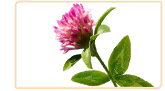 red clover herb