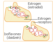 Phytoestrogens