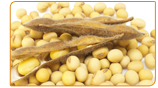 Phytoestrogens: FAQs