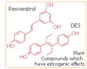 phytoestrogens