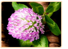 red clover dangerous side effects