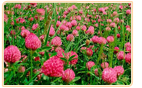 red clover growing