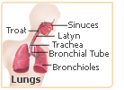 red clover lungs