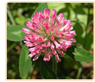 red clover medicinal