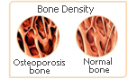 red clover bone density