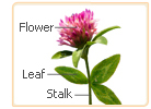 red clover parts