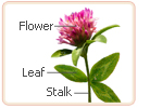 red clover stalk