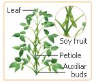 soy leaves