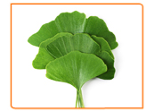 The Risks of Taking Ginkgo Biloba during Menopause