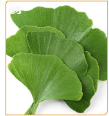 Ginkgo biloba is a good alternative to fight the menopause symptoms