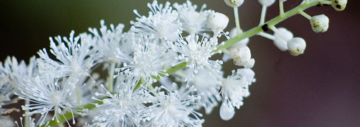 Black Cohosh