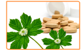 Can Black Cohosh Really Raise Estrogen Levels During Menopause?