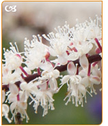 Black cohosh is a popular herbal remedy for night sweats and hot flashes.