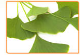 Can Ginkgo Biloba help improve my Blood flow During Menopause?