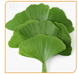 Ginkgo Biloba is an ancient remedy to mental performance and concentration